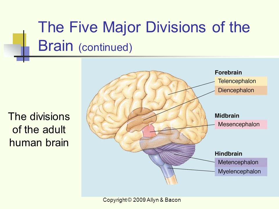 Five major structures of the brain
